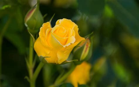 wallpapers: Yellow Rose Wallpapers