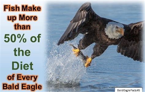 Bald Eagle Facts For Kids 10 Interesting Facts About Bald Eagles