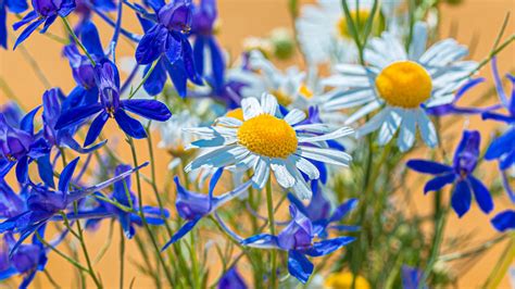 Download Wallpaper 1920x1080 Chamomile Consolida Flower Bouquet