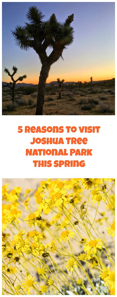 5 Reasons To Visit Joshua Tree This Spring