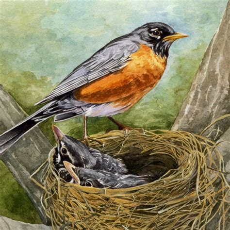 American Robin Birds Nest Art Watercolor Painting Bird Etsy