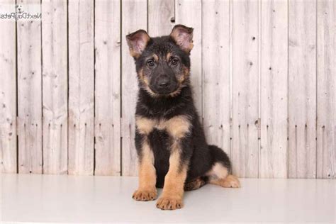 German shepherd puppies out of imported lines and original straight backs. German Shepherd Puppies For Sale Columbus Ohio | PETSIDI