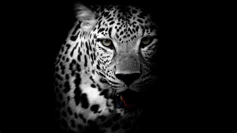 Leopard Animal Ultra HD Wallpapers - Wallpaper Cave
