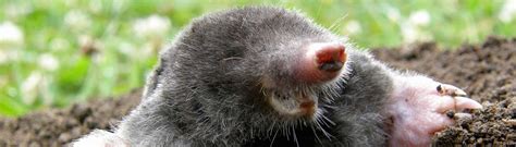 Moles In Lawns Ufifas Extension
