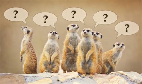Confused Animal Stock Photos Pictures And Royalty Free Images Istock
