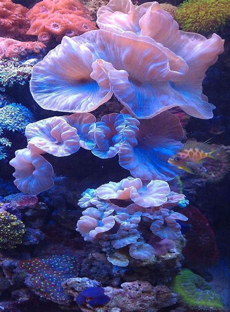 Corals Beautiful Sea Creatures Ocean Life Ocean Creatures