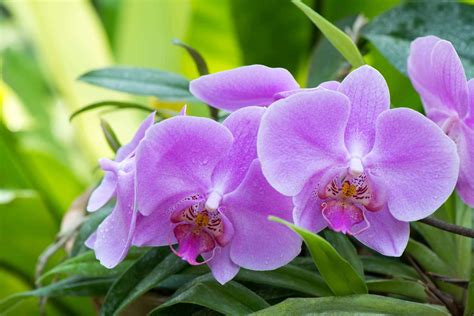 Purple Orchid Meaning Ultimate Guide Petals And Hedges