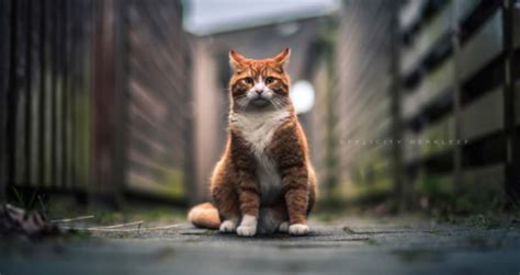 Cat Photographer Captures Beautiful Cat Portraits Petopia