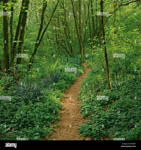 The Path Through The Woods Hi Res Stock Photography And Images Alamy