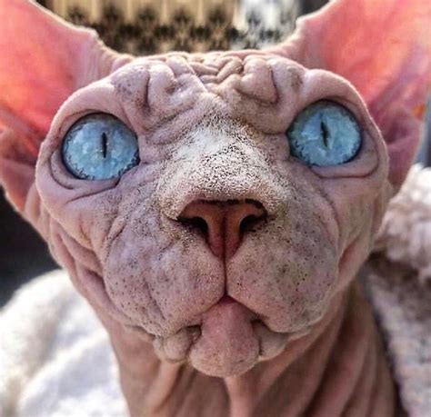 Hairless Sinister Looking Cat May Be Named The Scariest Feline In The World In 2020 Scary Cat