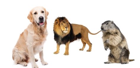 Are You A Lion, Otter, Beaver, Or Golden Retriever? Take The Quiz