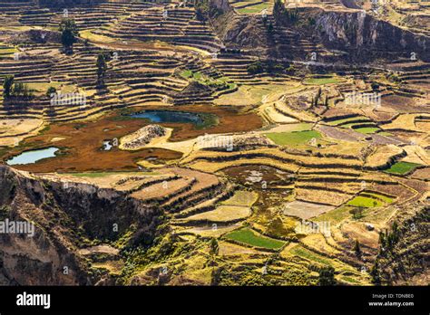 Agricultural Terraces In The Colca Canyon Valley Viewed From The