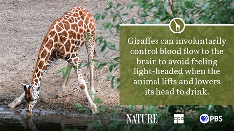Giraffe Fact Sheet Blog Nature Pbs