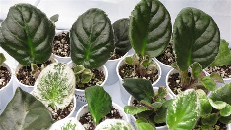 African Violets Leaf Propagation Tutorial Youtube