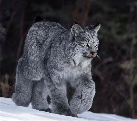 When it's time to pack up the house and make your migration, you can take introducing your cat to a good pet carrier a few weeks before the move can make it easier. El fascinante Lince de Canadá (Lynx canadensis ...