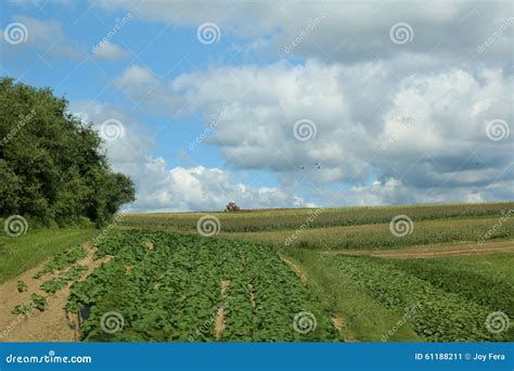 Scenic Farmland Stock Image Image Of Food Scenic Land 61188211