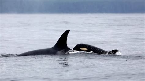 Southern Resident Killer Whale Calves Spotted Alive And Well Cbc News