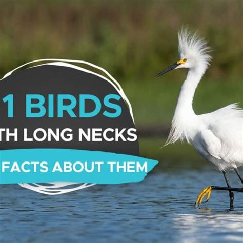 13 Stunning Birds With Mohawks A Sight To Behold Birdwatching Buzz