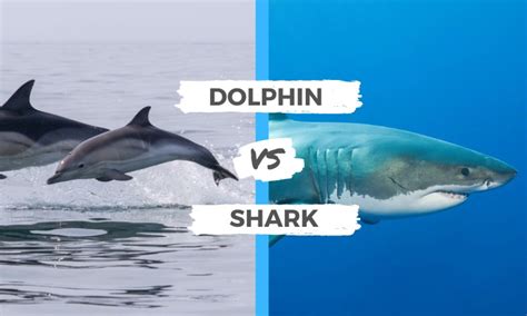 Dolphin Vs Shark Surfs Up Magazine