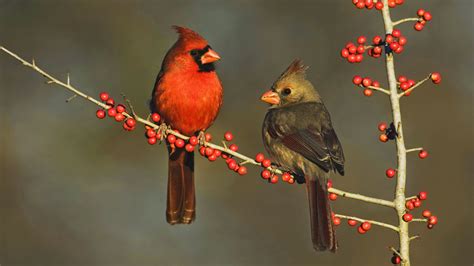 Mindblowing Planet Earth The Northern Cardinal Bird Is A Songbird