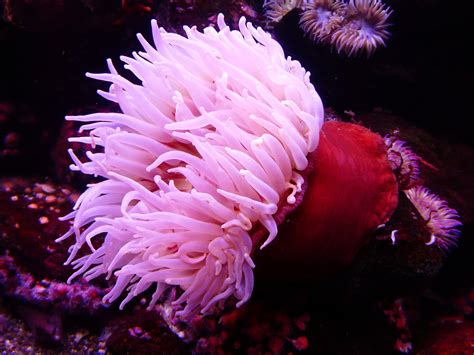 Sea Anemone Anemone Water Sea Animal Creature 4k Hd Wallpaper