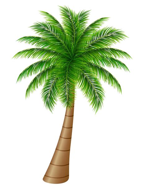 Top 83 Imagen Palm Tree White Background Vn