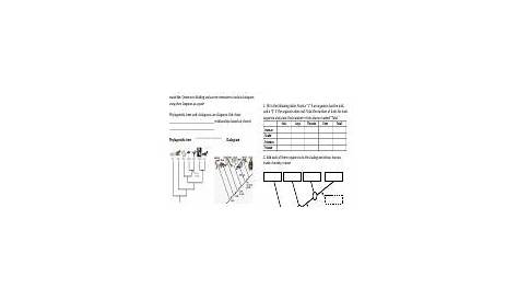 cladogram worksheet.pdf - Cladogram Worksheet Name Period 1 Fill in the