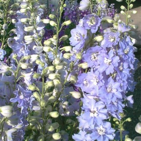50 Organic Delphinium Cameliard Pacific Giant Perennial Blue Etsy
