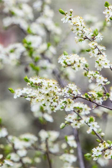 Blooming Fruit Tree With Fragrant White Flowers Stock Image Image Of
