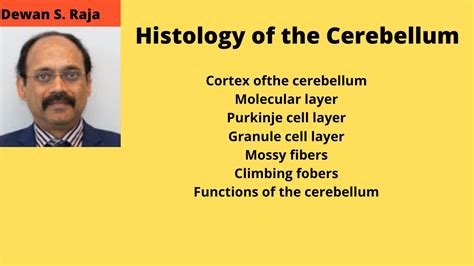 Histology Of The Cerebellum Youtube