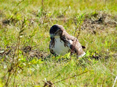 Red Tailed Hawk Bird Of Prey Raptor While Sitting On The Ground In A