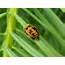 Ladybug  Tree Integrated Pest Management