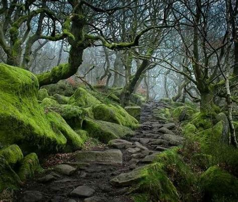 Mossy Trail Scenery Forest Path Landscape