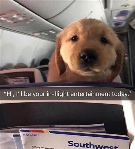 Hey Theres A Dog On Plane 12 Pics Funny Dogs Funny Dog Memes