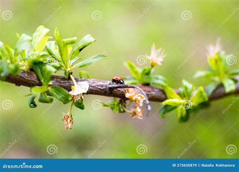 ladybug on a fruit tree branch selective focus beneficial insects in the garden stock image