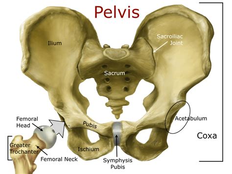 The Pelvic Girdle And Pelvis Anatomical Basis Of Inju