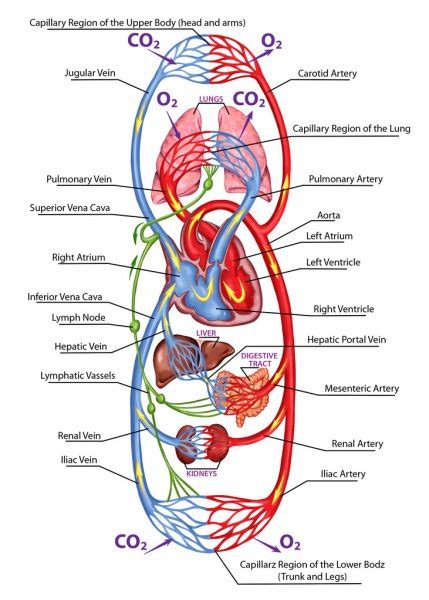 Menschliche Blutkreislauf Didaktische Vorstand Der Anatomie Des