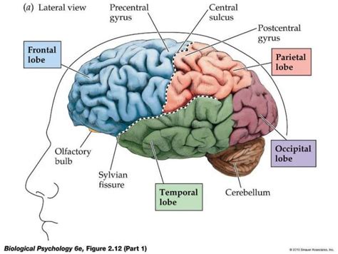 7 Bagian Otak Manusia Pengertian Fungsi Struktur Cara Menjaga