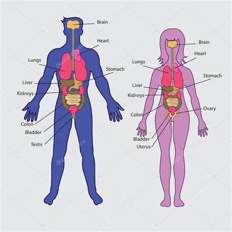 Imágenes Organos Del Cuerpo Humano Mujer Vector De Los órganos