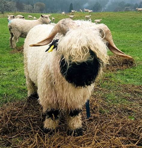 Cutest Sheep In The World Are In ‘hot Demand For The Win