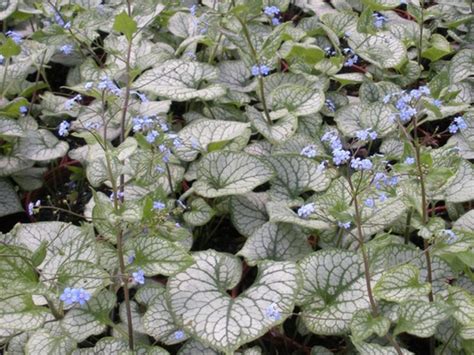 Brunnera Macrophylla ‘jack Frost Blue Sky Nursery