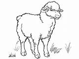 Sheep Coloring Realistic Drawing Lamb Animals Getdrawings Coloringtop sketch template