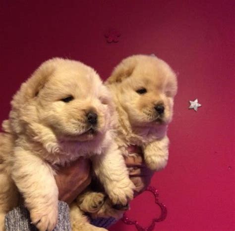 Ebay doesn't allow live animals to be put up for auction, but on their classifieds site, animal sales are fair game. 88+ Chow Chow Puppies For Sale Craigslist - l2sanpiero
