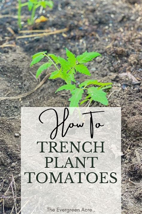 How To Trench Plant Tomatoes Vegetable Garden For Beginners Growing