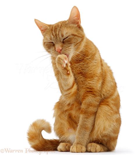 Ginger Tabby Female Cat Licking A Paw Photo Wp15787