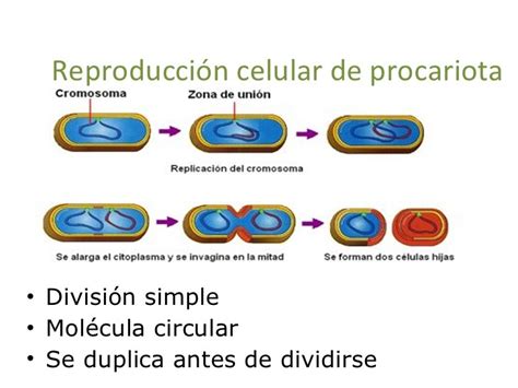 Fundamentos De Biología Celular Ciclo Celular