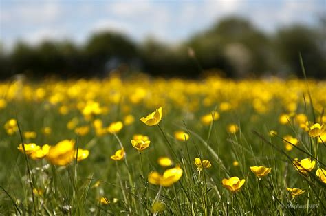 Images Of Buttercups Serif Photoplus Competition Buttercup