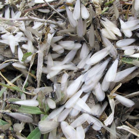 Mims Termites Common In Texas San Antonio Express News