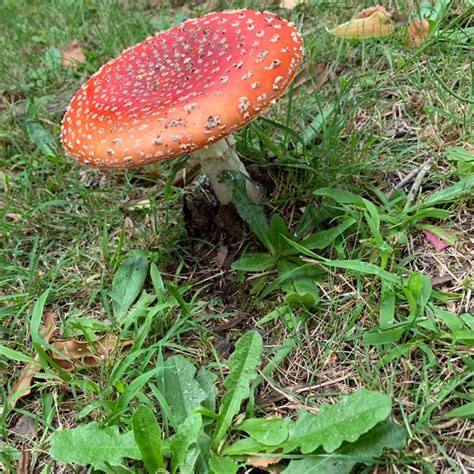 Amanita Jacksonii Red Cap Mushroom In Gardentags Plant Encyclopedia