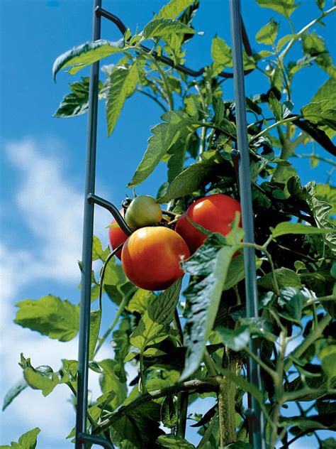 Tomato Ladders Tomato Stakes Gardeners Supply Tomato Cages